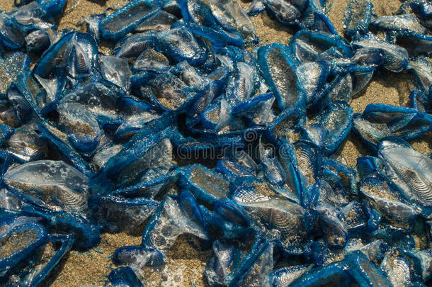 <strong>阿里</strong>安海滩搁浅的生物学蓝色