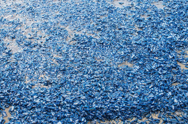 <strong>阿里</strong>安海滩搁浅的生物学蓝色