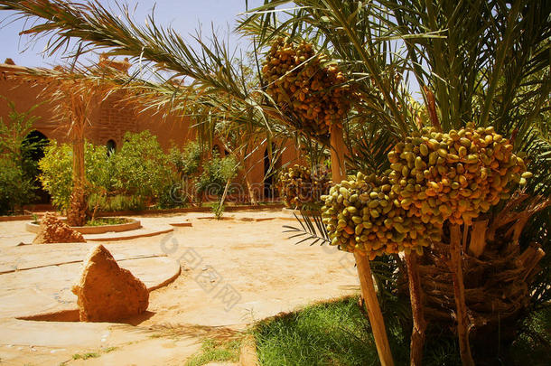 一个美丽的摩洛哥花园，有椰枣树和成熟的椰枣