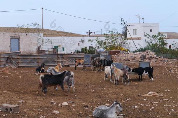 在Fuerteventuria村的一个山羊农场