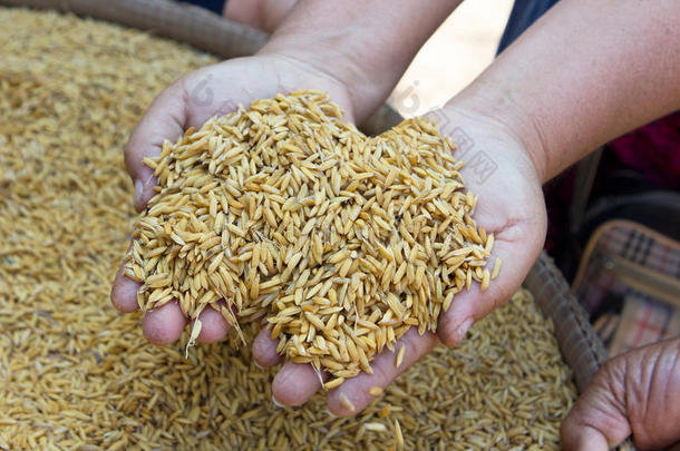加巴米或发芽糙米