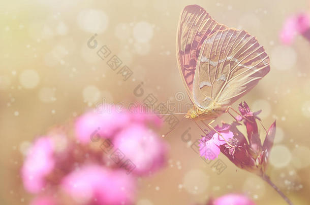 一只美丽蝴蝶的梦幻照片