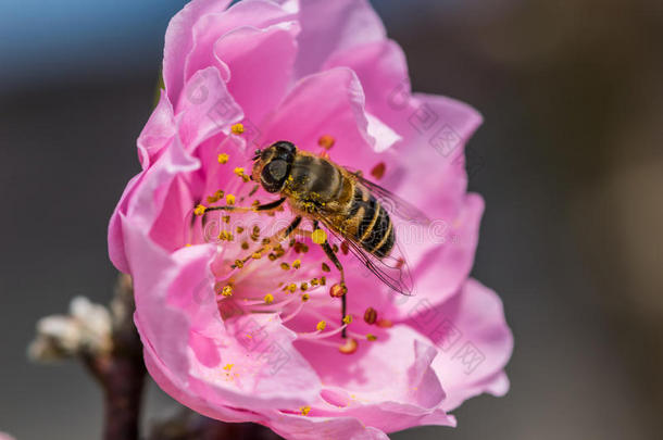 亚洲背景美丽的美女蜜蜂