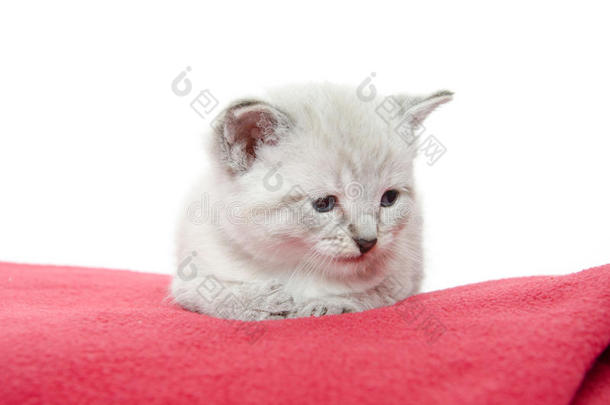 红毯子上可爱的小猫