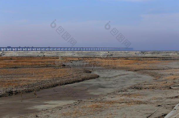 金色的海藻，在滩涂的网，世界上最长的跨海大桥-杭州湾大桥