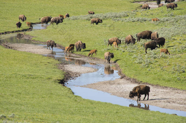 野牛群靠近水源。