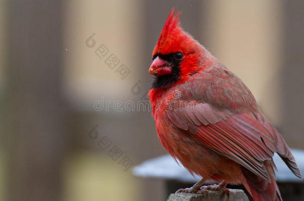 鸟红衣主教红雀科可爱的羽毛
