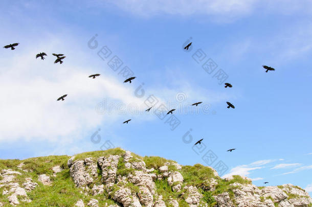 悬崖上的一群鸟