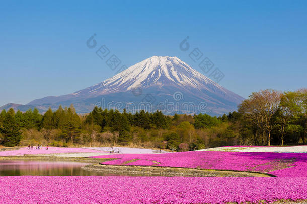富士山。 有苔藓夹竹桃场