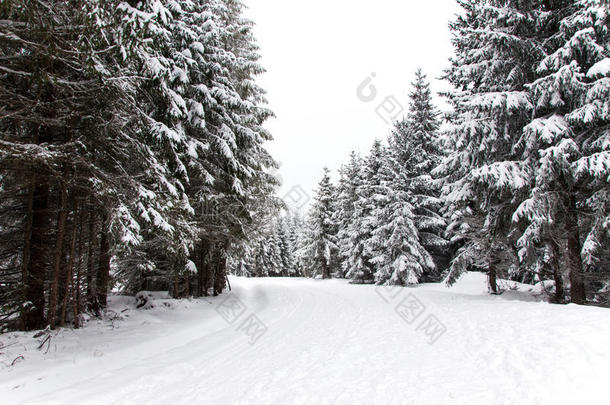 林间雪路