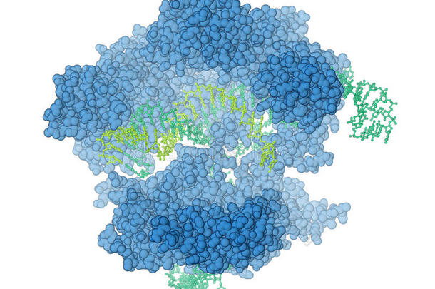 CRISPR/Cas9蛋白