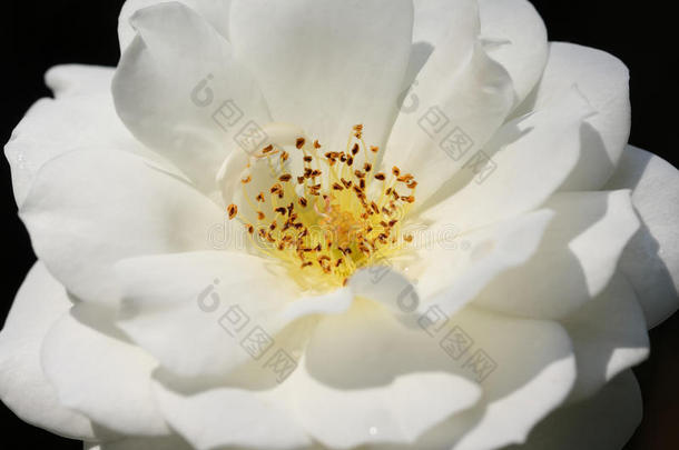 靠近白色玫瑰花蕊和花粉