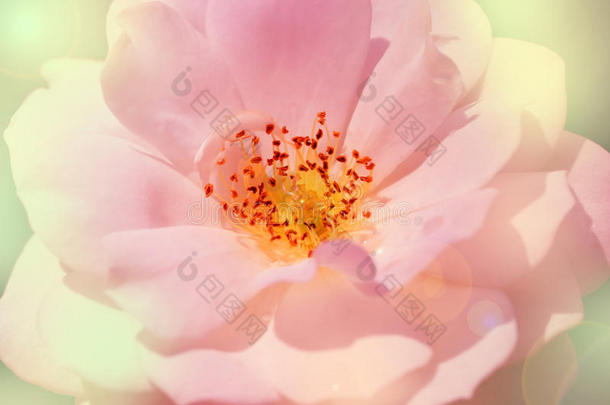 靠近白色玫瑰<strong>花蕊</strong>和花粉。