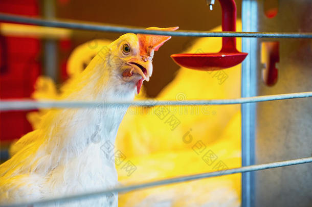 农场孵化器或鸡舍中的鸡