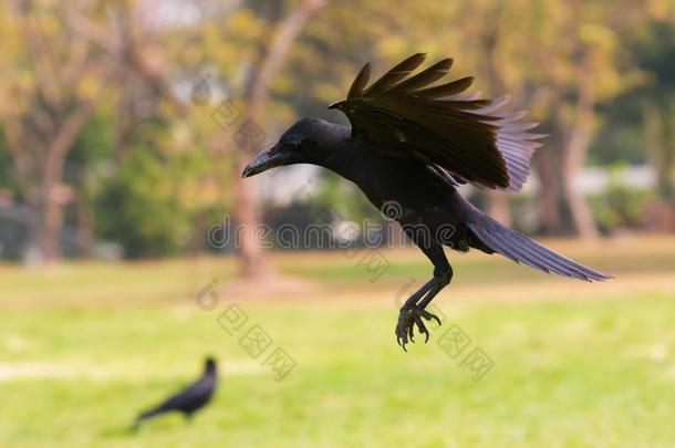 黑鸟在半空中飞翔（畏缩），准备降落