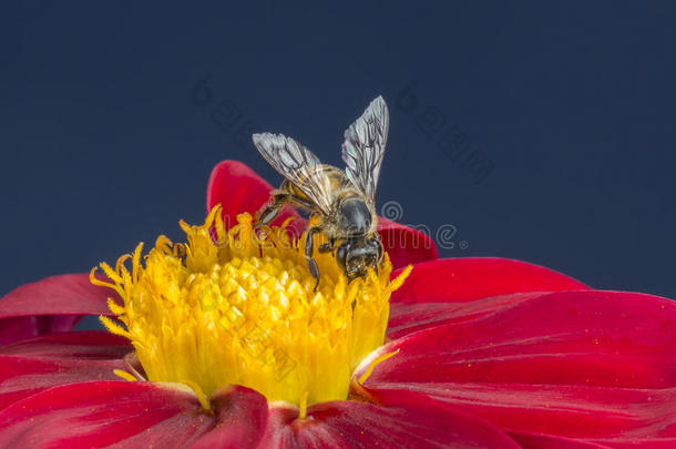 蜜蜂在红色大丽花上，有闪亮的翅膀