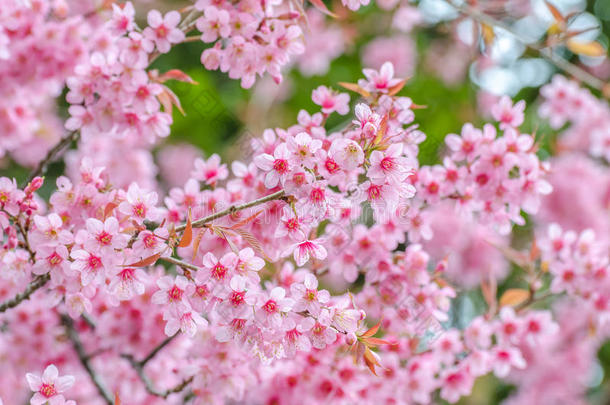 粉红色樱花