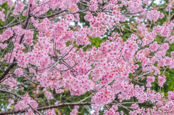 粉红色樱花