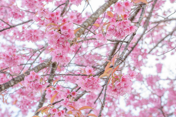 粉红色樱花