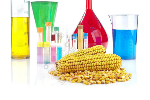 转基因生物-玉米和实验室玻璃器皿