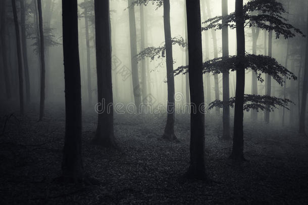 黑暗的鬼森林里有神秘的雾