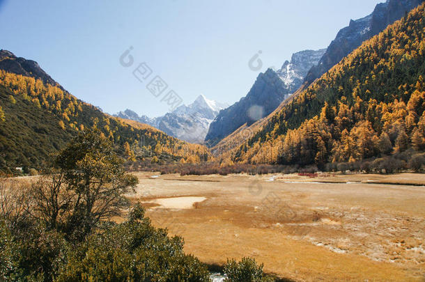 秋天瓷器县稻城草地