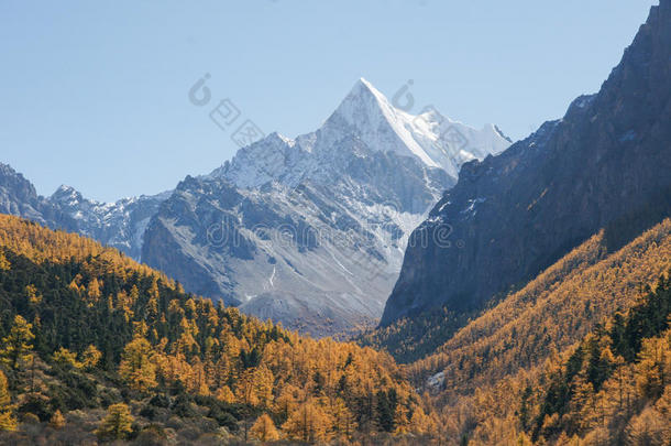 瓷器稻城草地氟隆<strong>牛场</strong>山