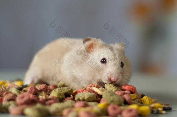 仓鼠在灰色背景的啮齿动物的彩色食物中