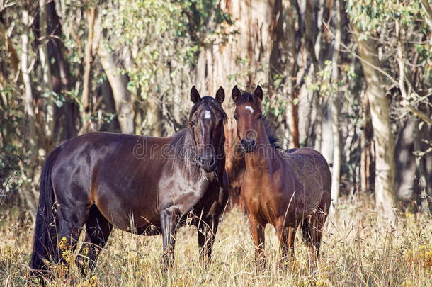 一匹澳大利亚Brumby野马和她的小马驹