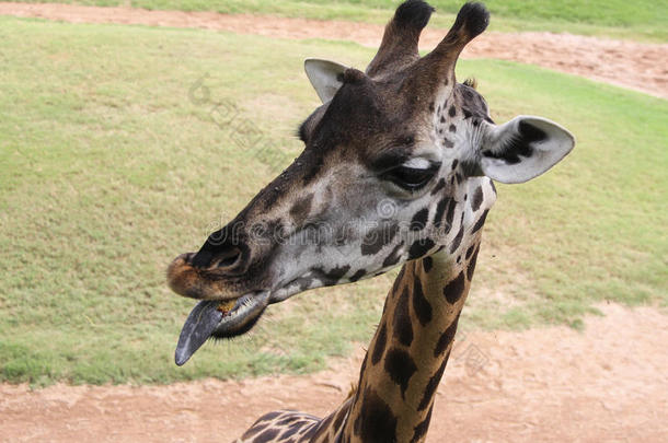 长颈鹿的黑色舌头
