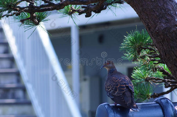 鸽子栖息在我在日本花园的松树<strong>下</strong>的篱笆上