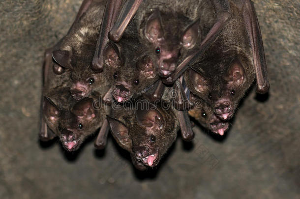 一群小蝙蝠