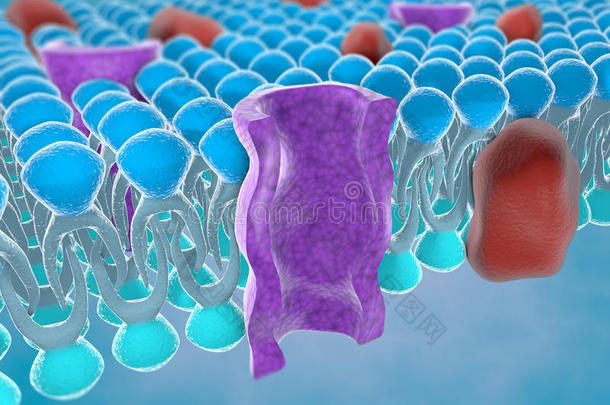 酸的解剖双层细胞细胞的