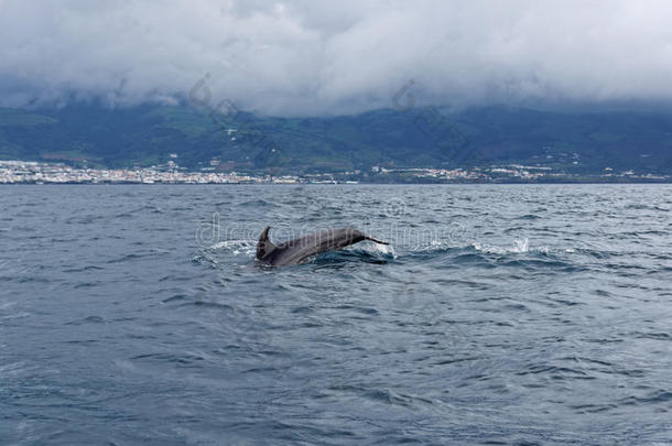 海豚在海洋附近的维拉弗朗卡多坎波