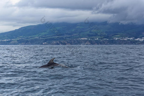 海豚在海洋附近的维拉弗朗卡多坎波