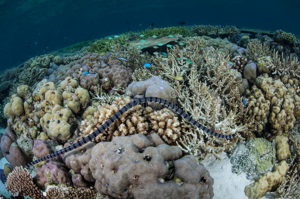 珊瑚礁上的带状海蛇