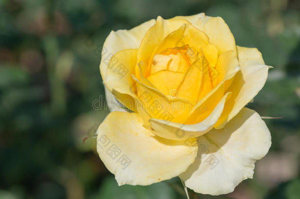 花园里的黄玫瑰