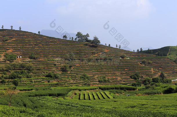 深红色的山上整齐地种植着<strong>茶树</strong>