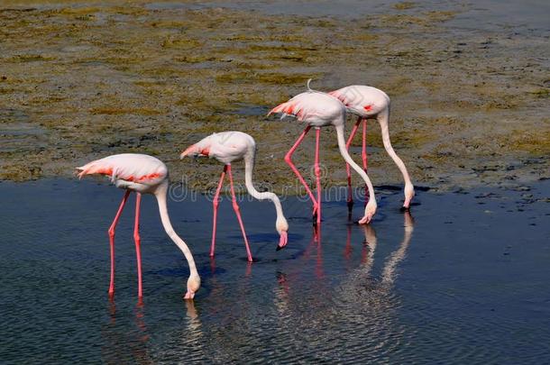四只火烈鸟，红色粉红色的白色羽毛在湖水的池塘里