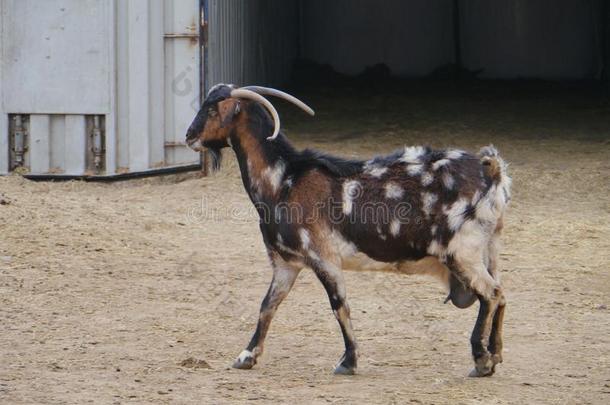 一种产于西班牙费特文图拉的马约罗山羊