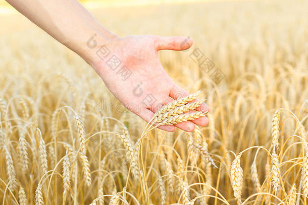 女人摸麦子
