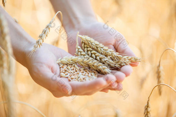 女人摸麦子