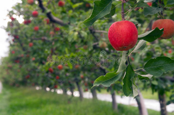 华盛顿州的苹果园出产新鲜水果