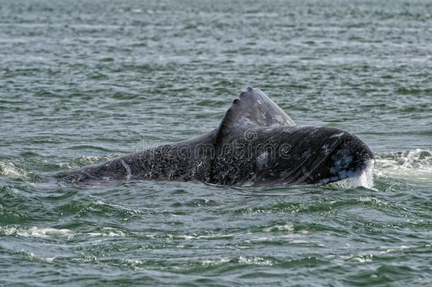 灰色鲸鱼尾巴在海洋中坠落
