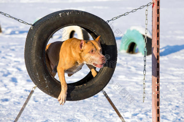 美国斗牛犬从轮胎里跳出来