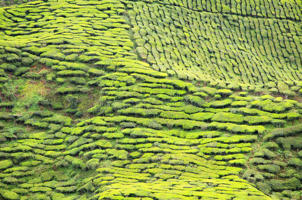 茶园<strong>茶树</strong>的特写