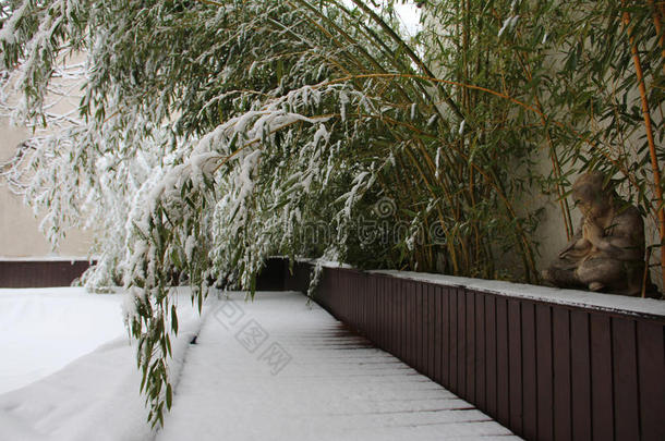 雪中的竹子
