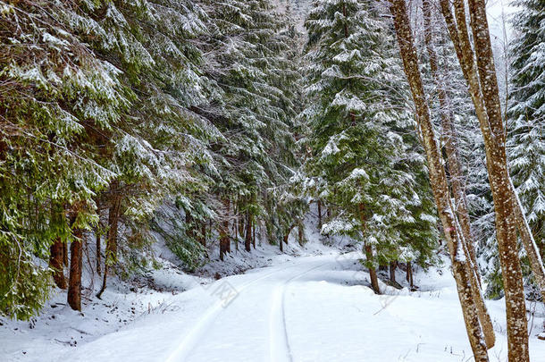 林间雪路