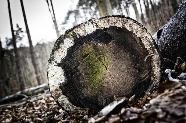 砍伐树木林业辛勤工作