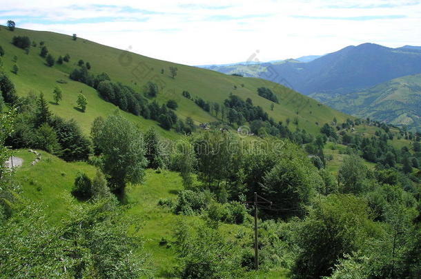 阿尔皮纳阿尔卑斯山植物学风铃喀尔巴阡山